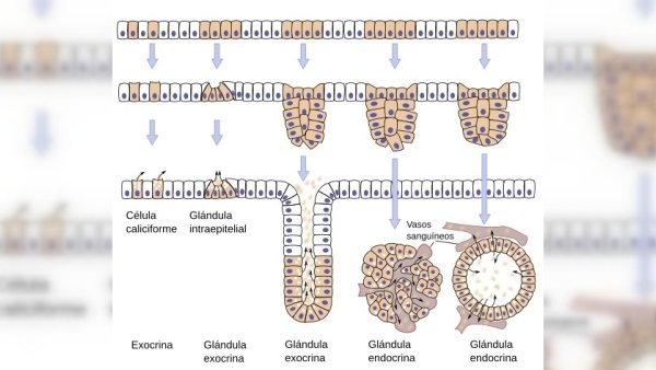 tecido epitelial glandular