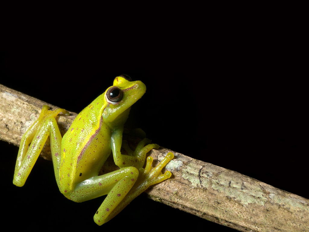 Anfíbio de cor verde em galho de árvore de cor marrom.