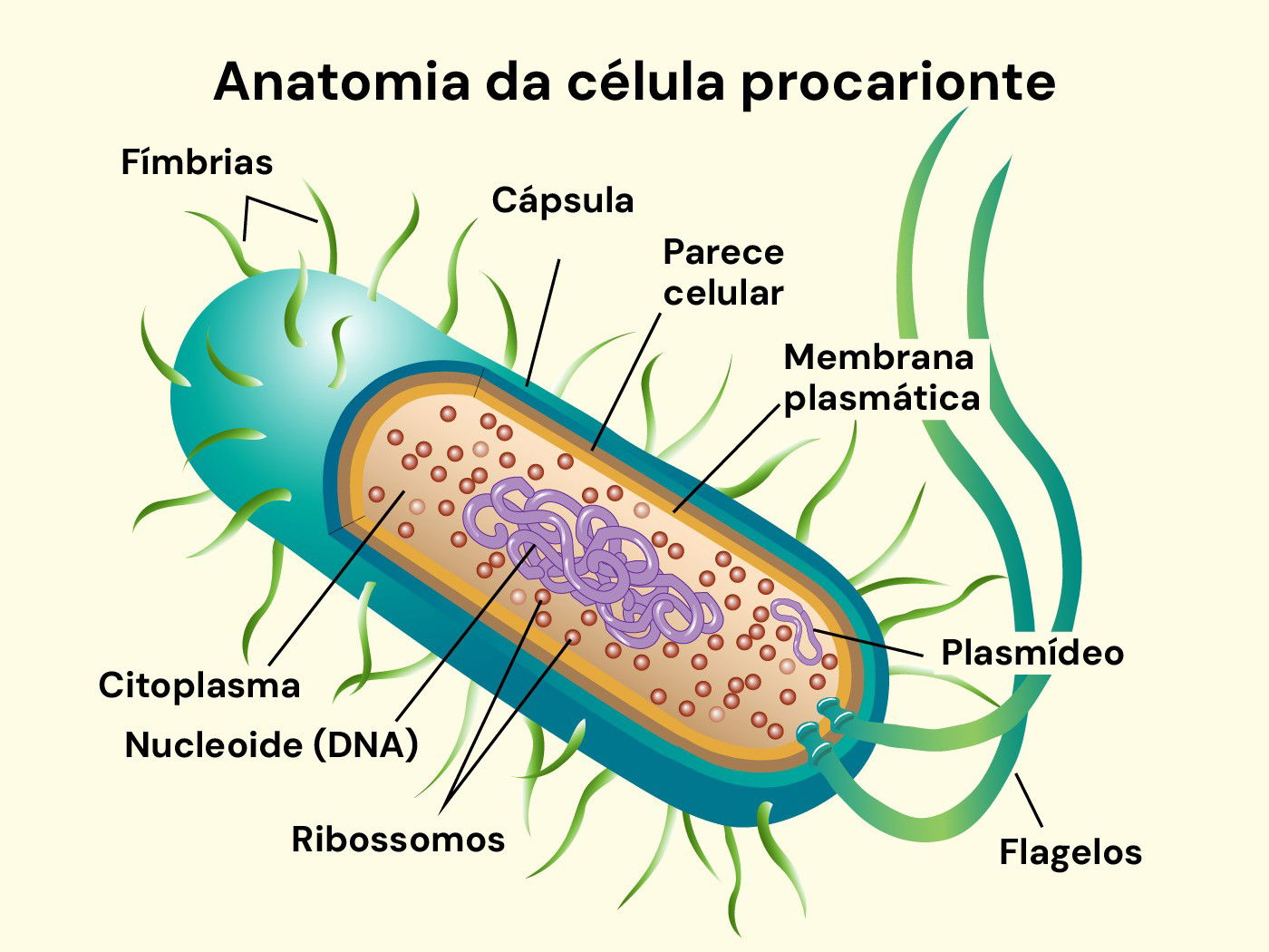 Ilustração em tons de verde e roxo, com fundo branco, com todas as truturas da célula procarionte.