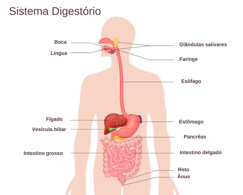 Sistema digest rio o que rg os e fun es significados