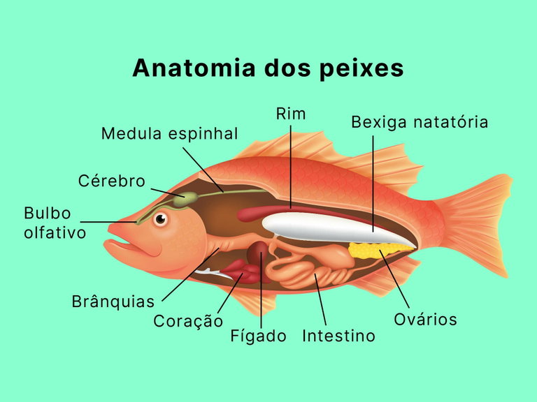 Peixes: o que são, classificação, características e espécies - Significados