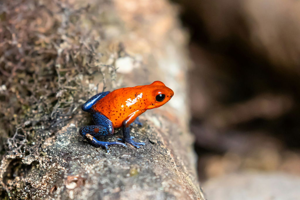 Pequeno sapo de cor azul e laranja sobre uma pedra.