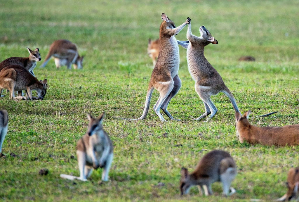 Grupo de cangurus brinca sobre grama verde.