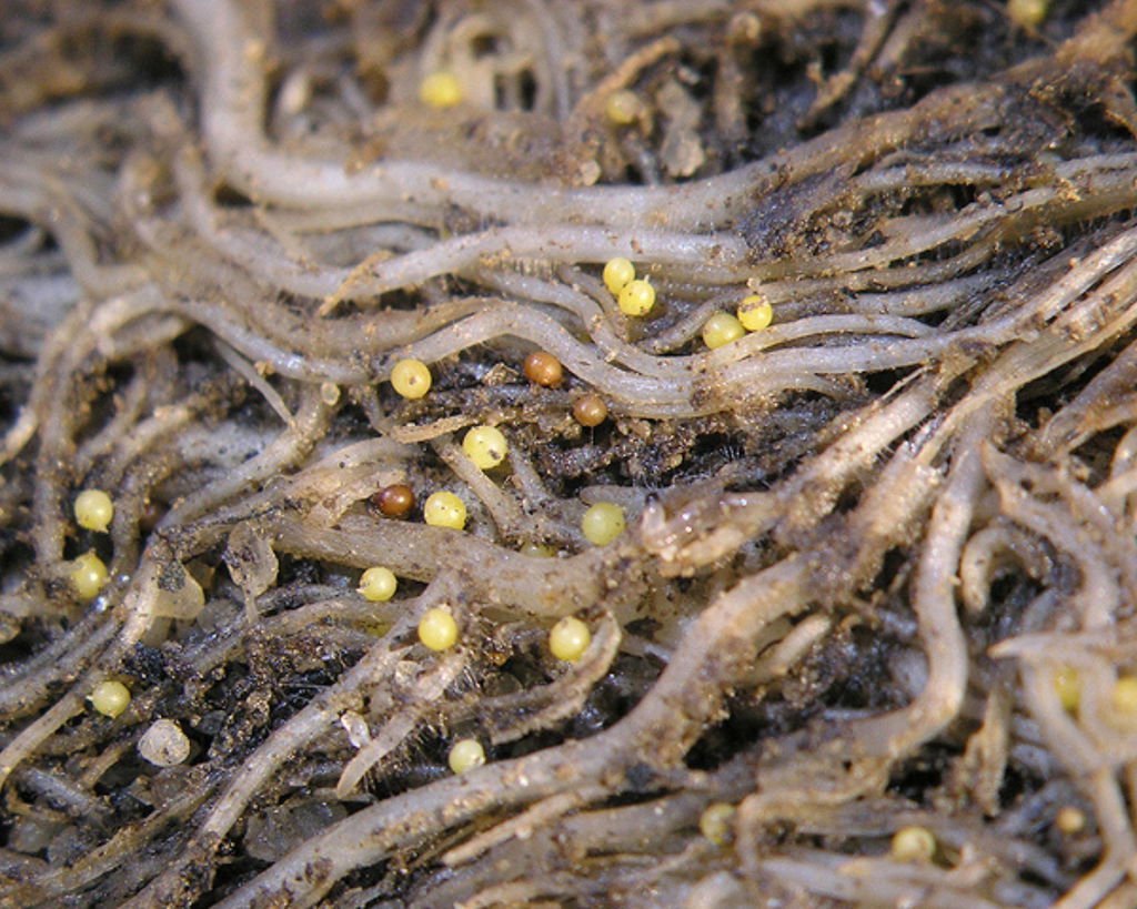 Vários nematoides de cor esbranquiçada com ovos de cor marrom, aumentados em microscópio.