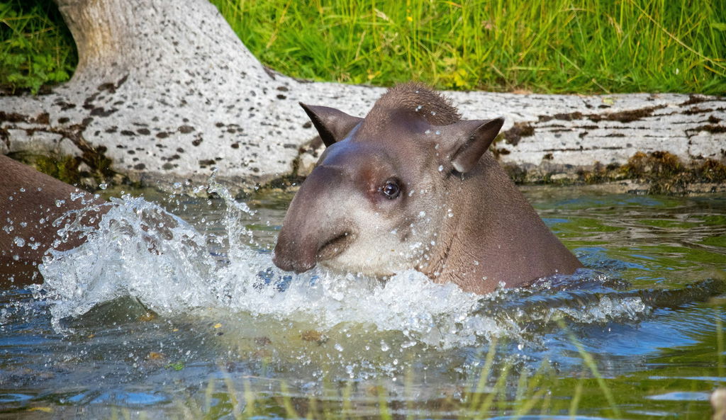 Anta toma banho em lago de águas esverdeadas.