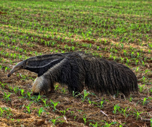 tamandua