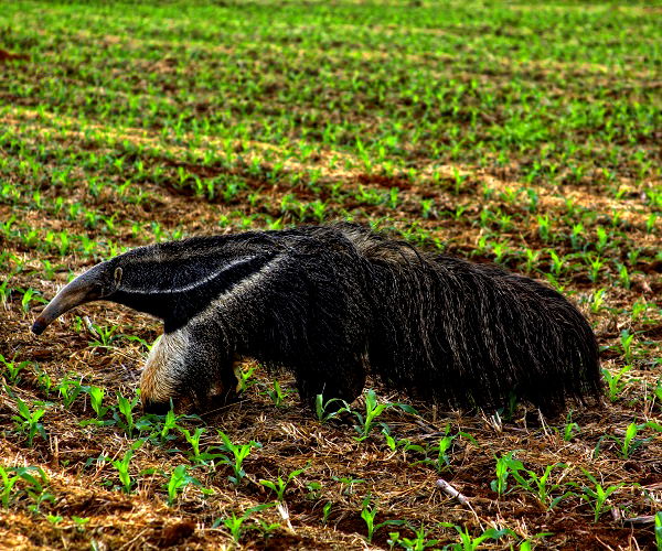 5 Características Do Bioma Cerrado Significados 0010