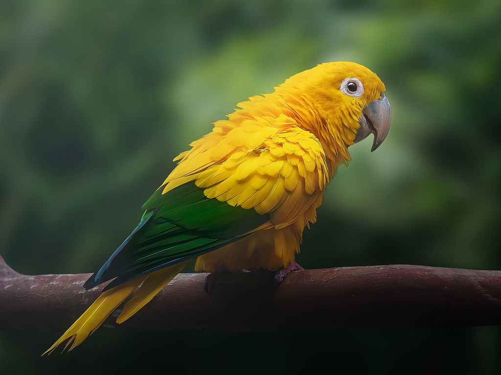 Pássaro de penas amarelas e plumagem da cauda de cor verde.