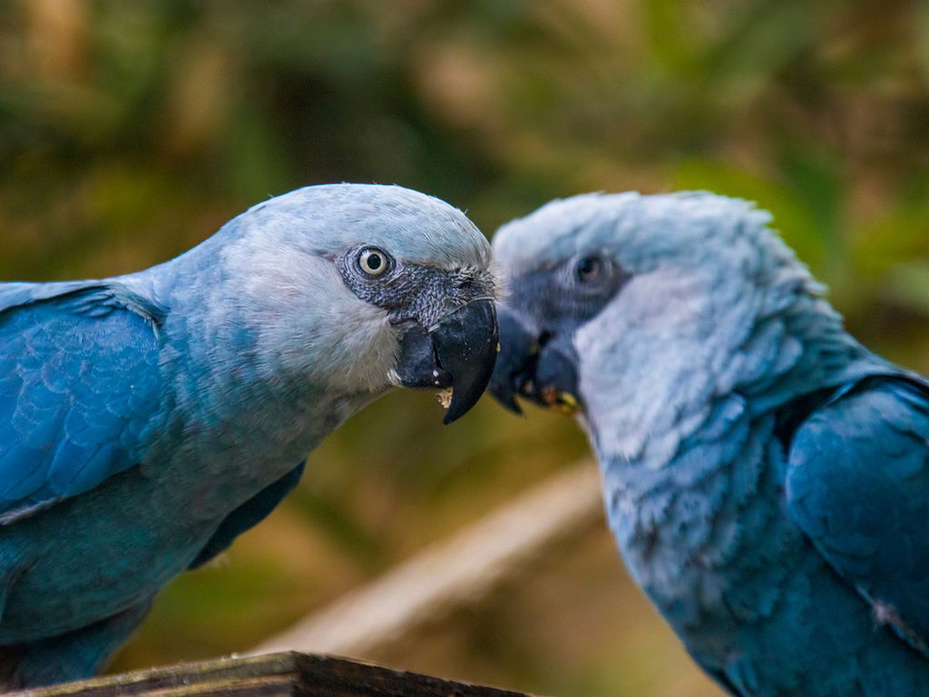 Dois pássaros da espécie ararinha-azul sobre o tronco de uma árvore.