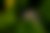 Aranha cinzenta e peluda, com grandes olhos, sobre uma folha verde, na floresta.