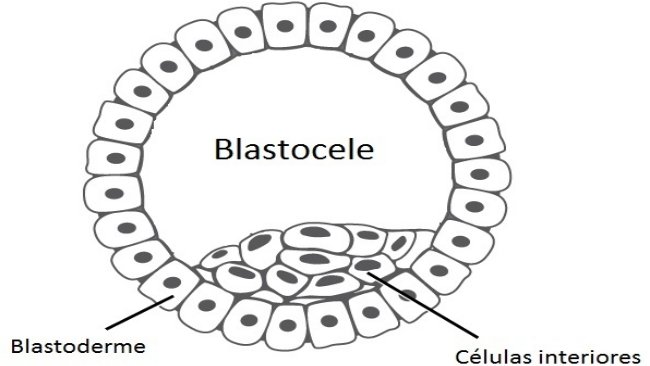 blastocele2
