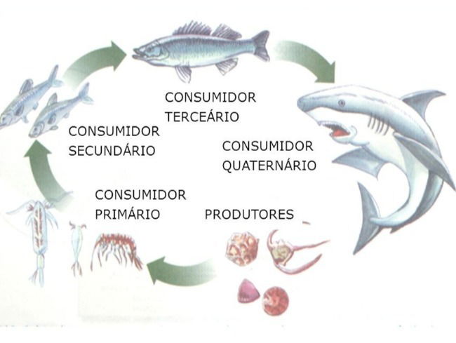 Cadeia Alimentar Aquática
