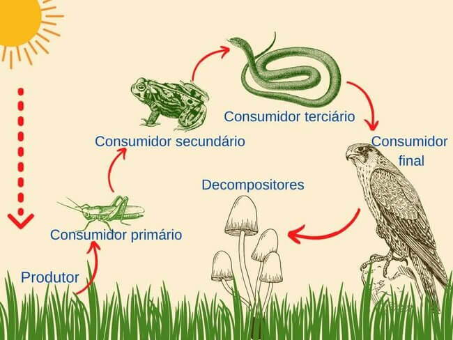 Cadeia Alimentar Terrestre