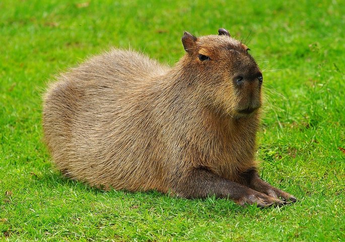 animais pampa - capivara