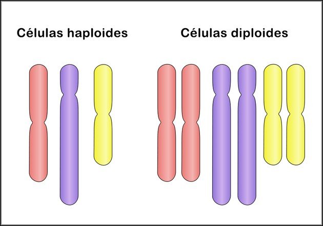 Células haploides e diploides