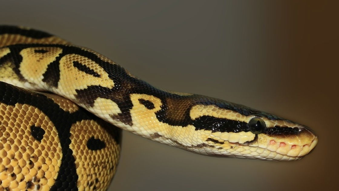 Cobras Não-venenosas - Animais Não-peçonhentos - Instituto Vital Brazil