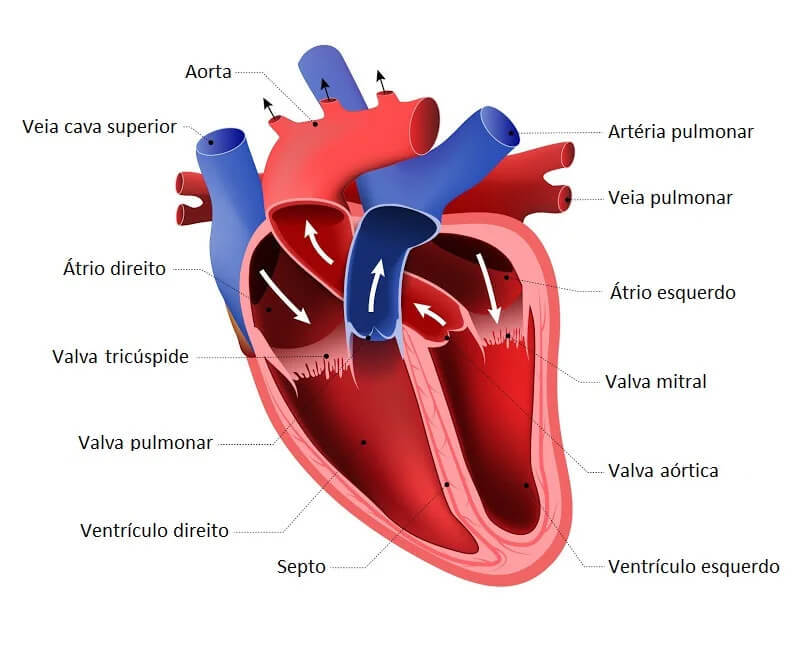 Sistema Cardiovascular O Que Fun o E Anatomia Significados Sistema Cardiovascular O Que Fun o E Anatomia Significados