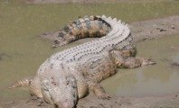 Diferença entre Jacaré e Crocodilo (e suas características)