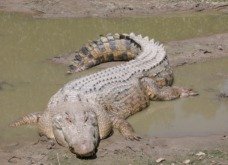 Jacaré e Crocodilo