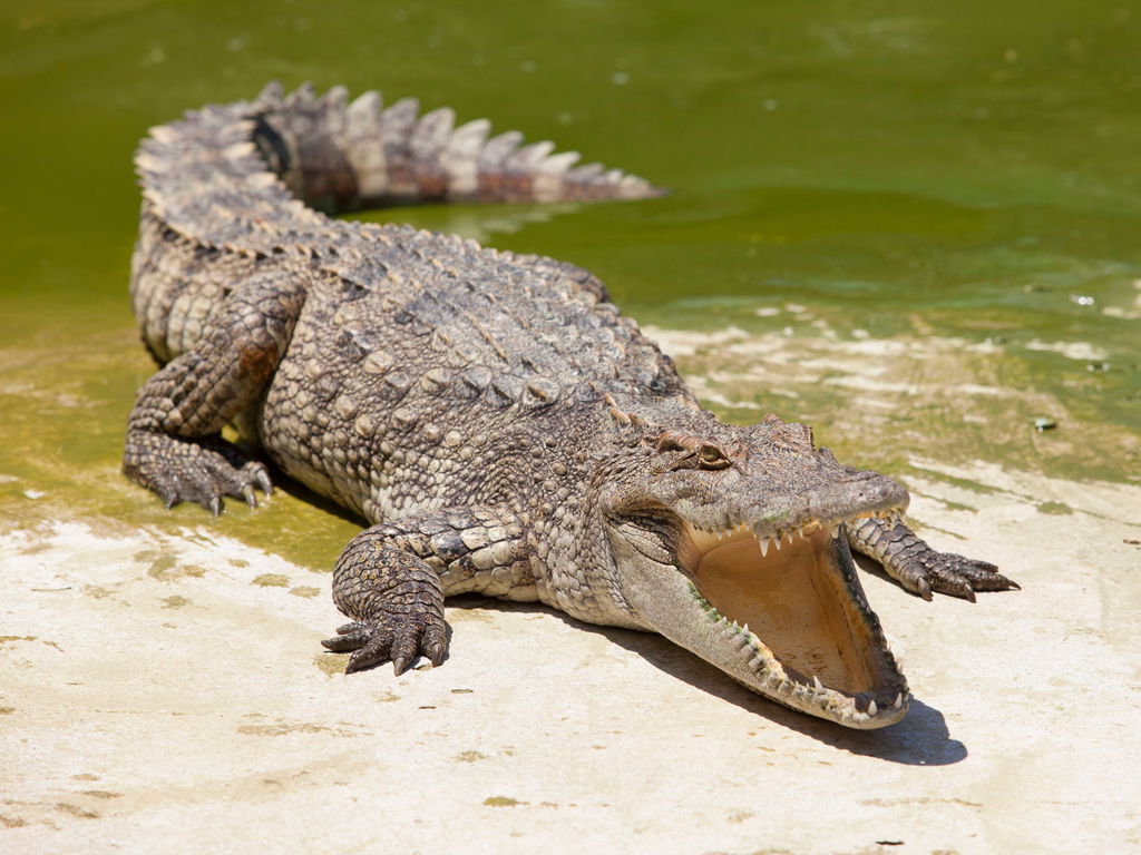 Crocodilo