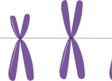 Cromossomos