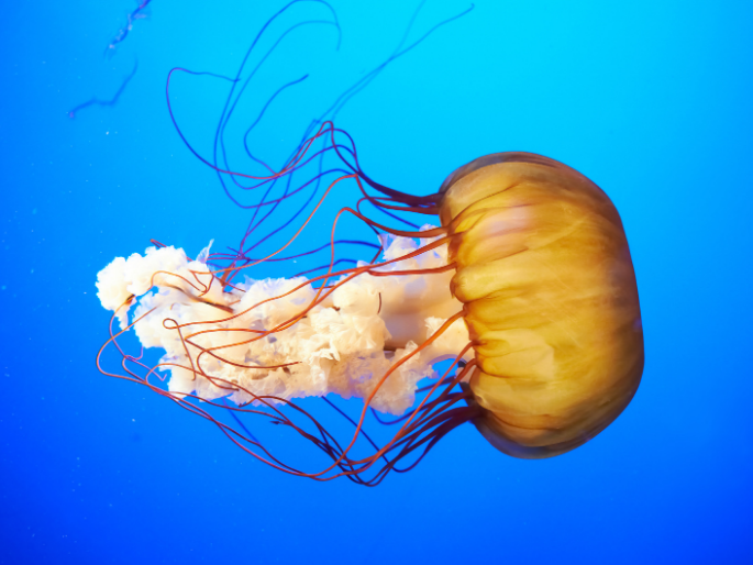 exemplo de cnidario