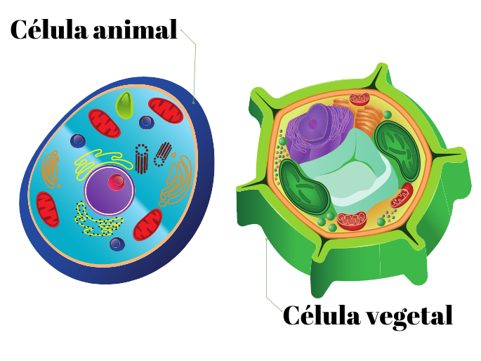 celula animal e vegetal