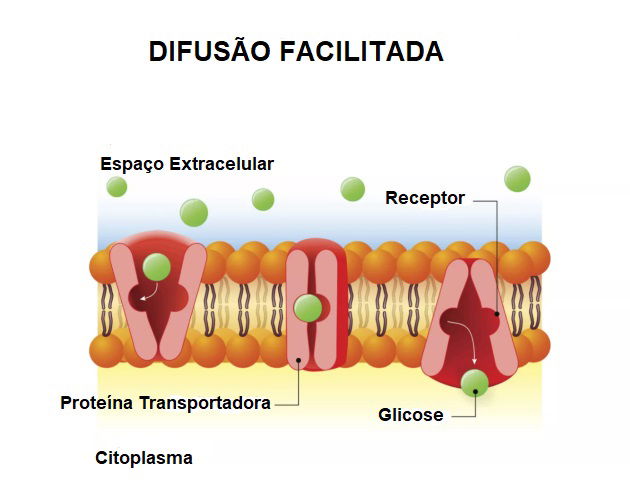 difusão facilitada