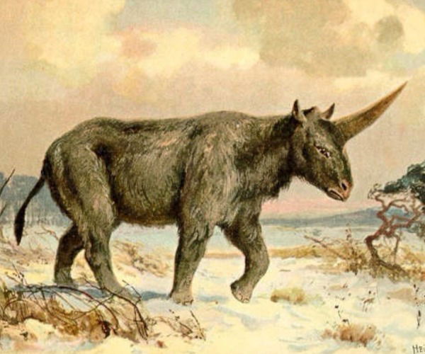 Elasmoterio - Unicórnio siberiano