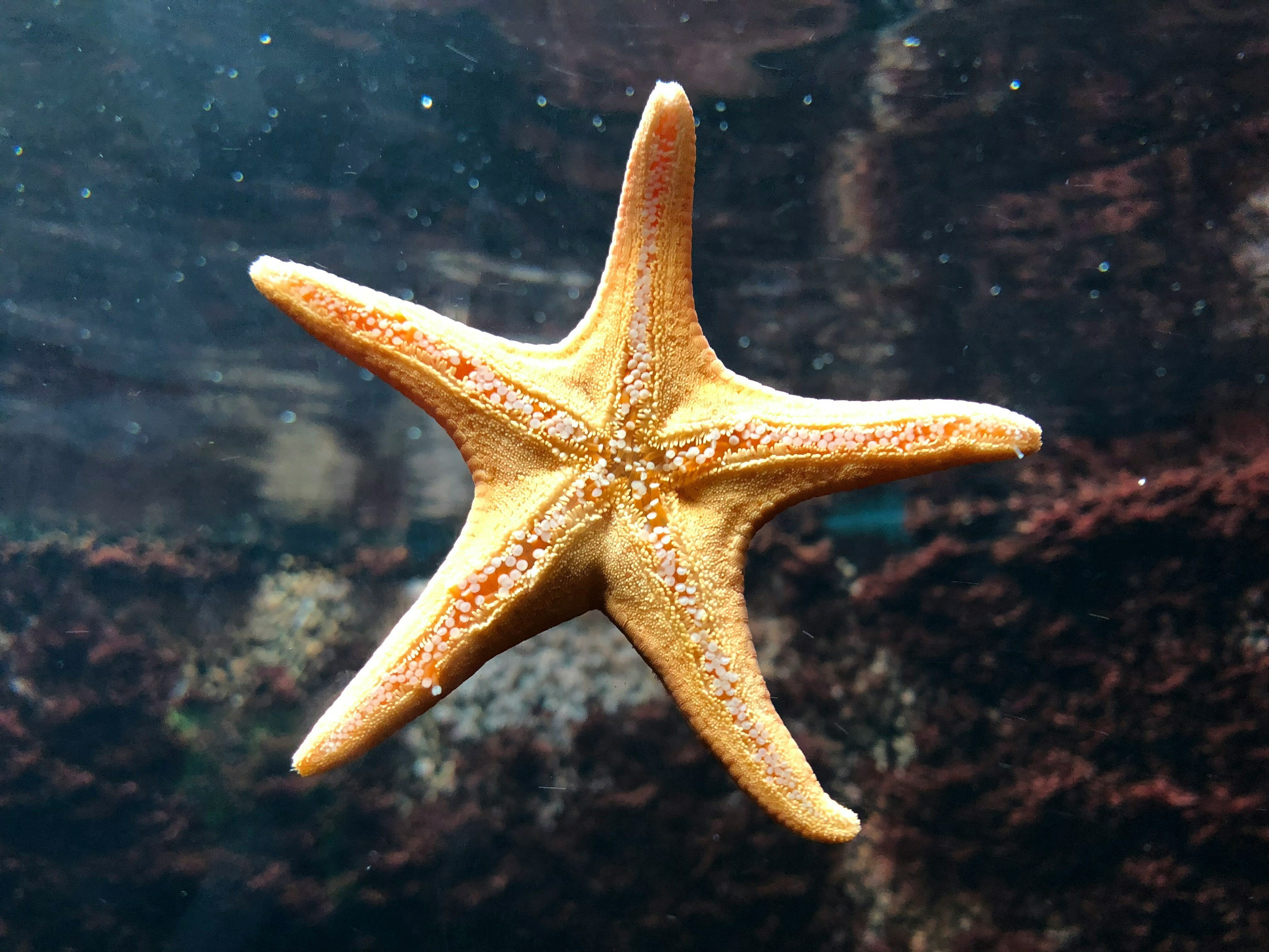 Морские звезды биология. Морская звезда зернистый кориастер. Шестиконечная морская звезда. Asterias Rubens. Королевская морская звезда.
