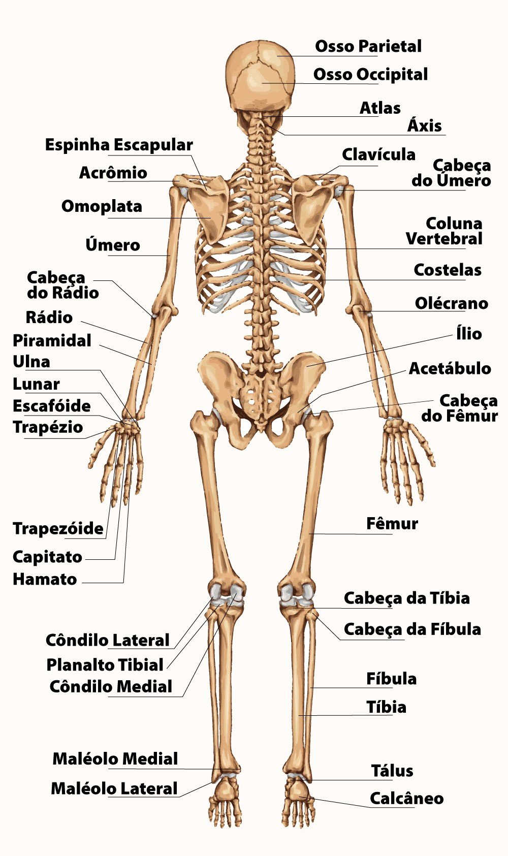 Esqueleto: o que é, anatomia, ossos e função - Enciclopédia Significados