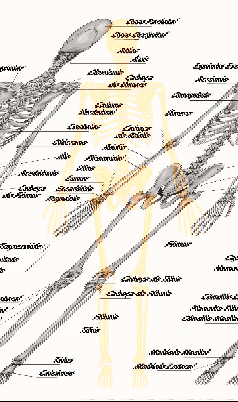 Esqueleto humano com o nome dos ossos visto de costas