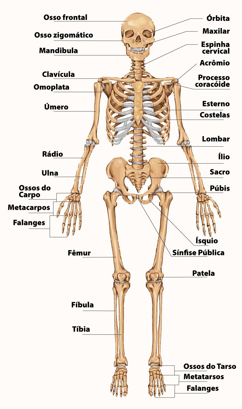Esqueleto humano com o nome dos ossos visto de frente.