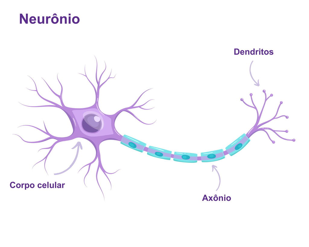 Estrutura de um neurônio ilustrado em azul claro e lilás.