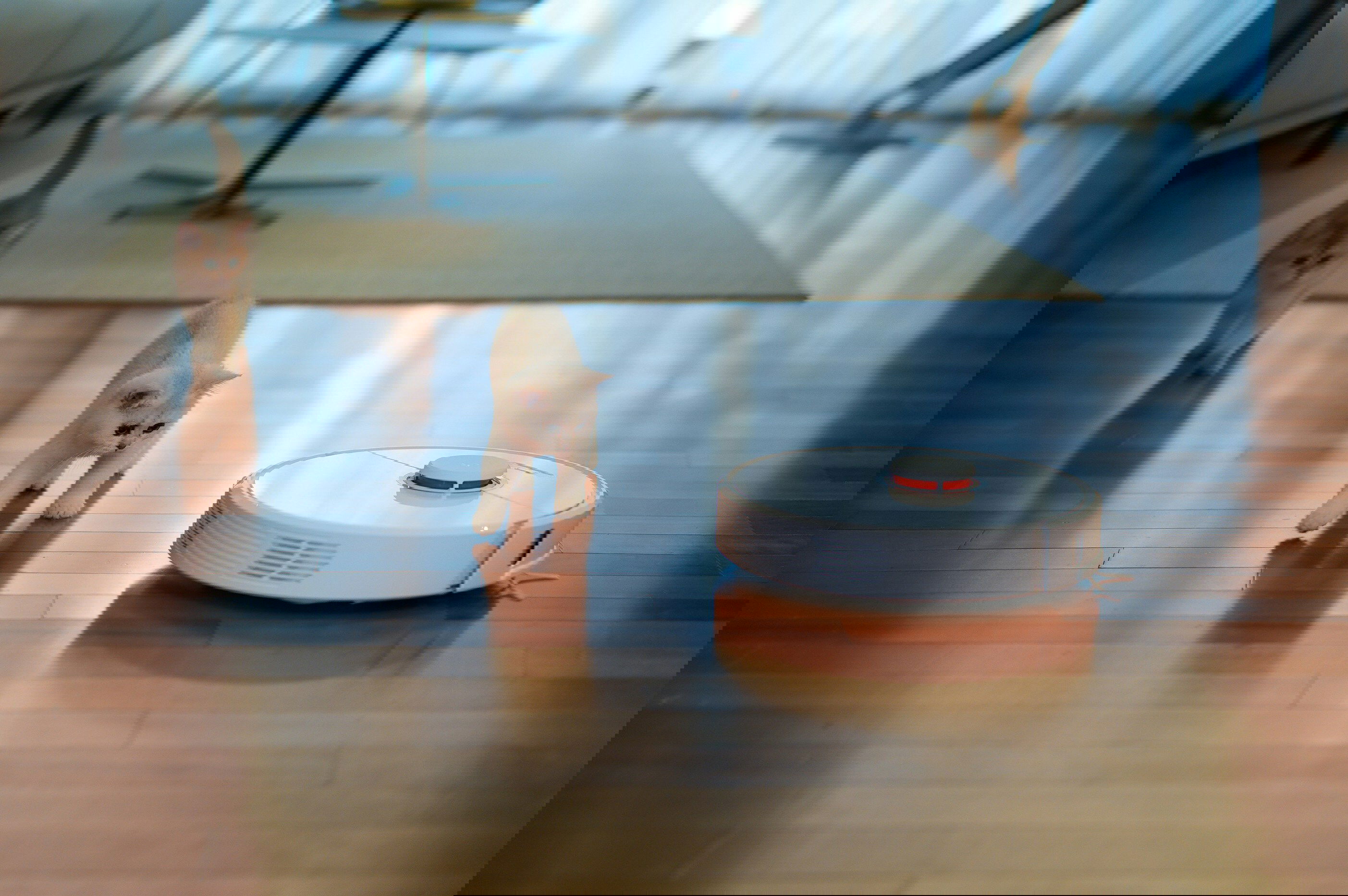 Robô aspirador do lado direito em funcionamento sendo seguido por dois gatos brancos mais à esquerda.