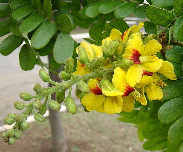 flor pb
