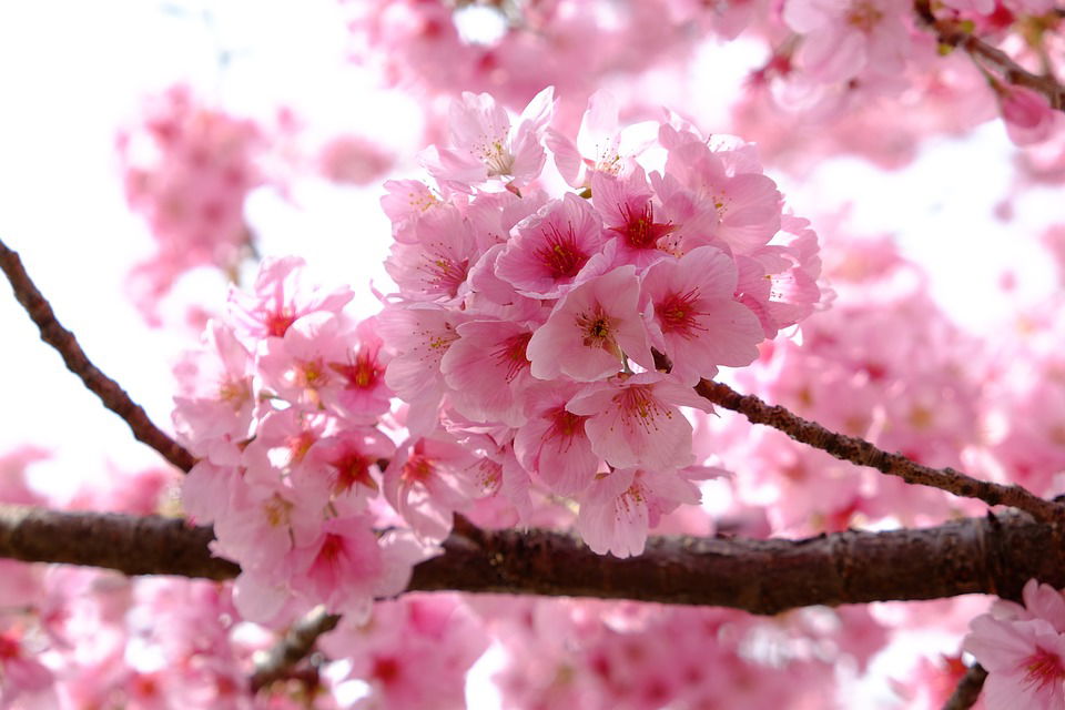 Origami: Flor de Cerezo // Cherry Blossom 