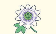 Flor de Maracujá