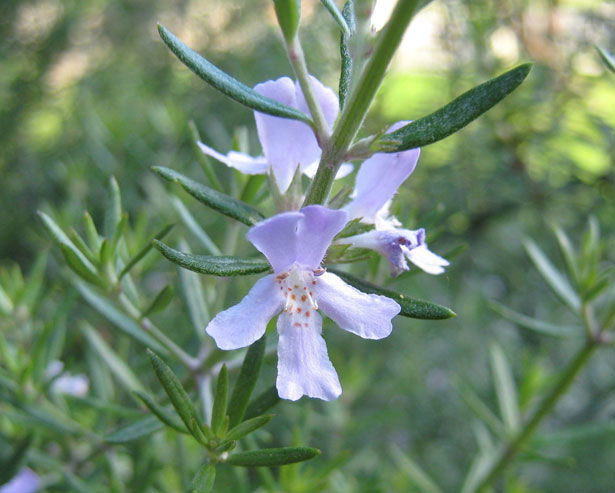 flor do alecrim