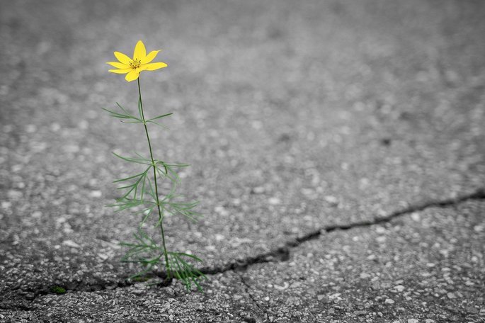 Flor amarela nascida no asfalto