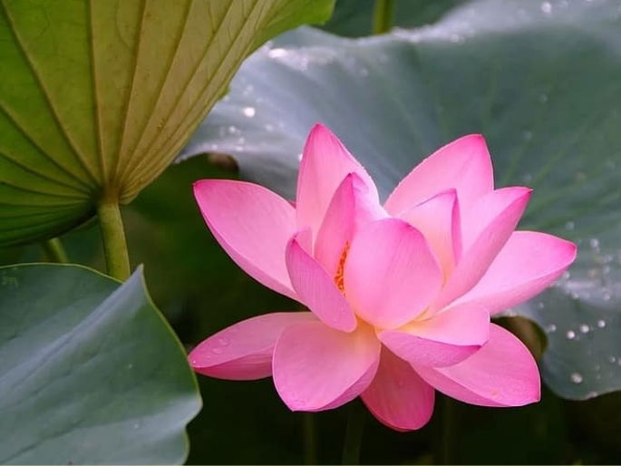 flor de lotus