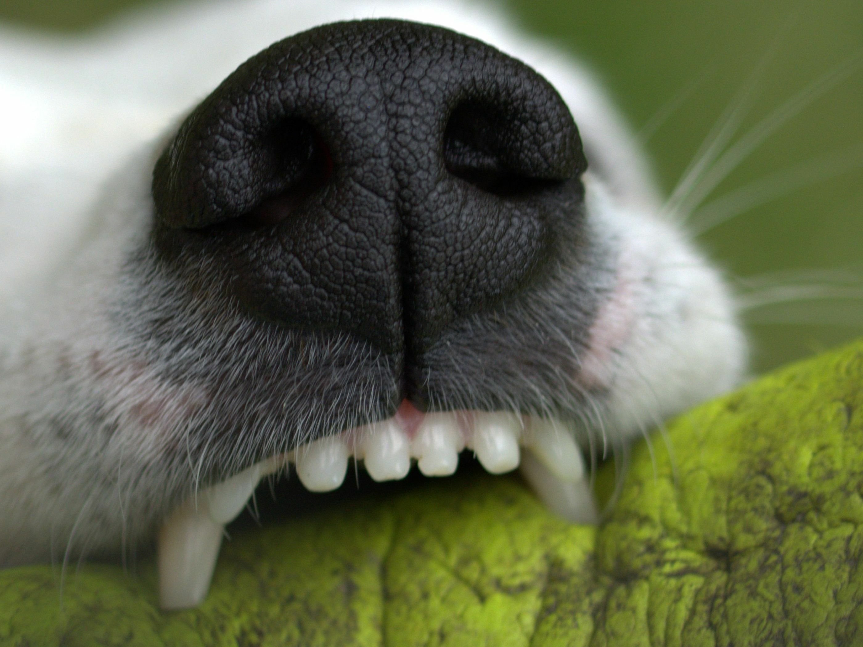 Focinho de cachorro mordendo uma almofada verde