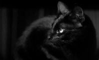 Gato Preto: simbologia e significado