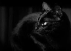 Gato Preto: simbologia e significado
