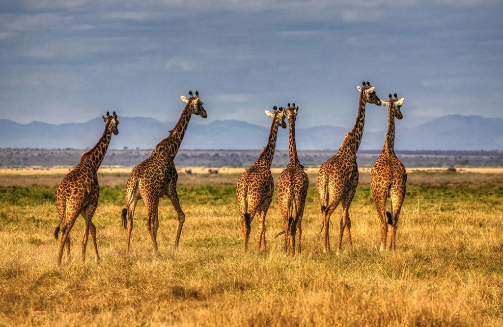 Grupo de girafas andam sobre a savana africana.