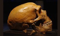 O que é Homem de Neandertal: resumo e características