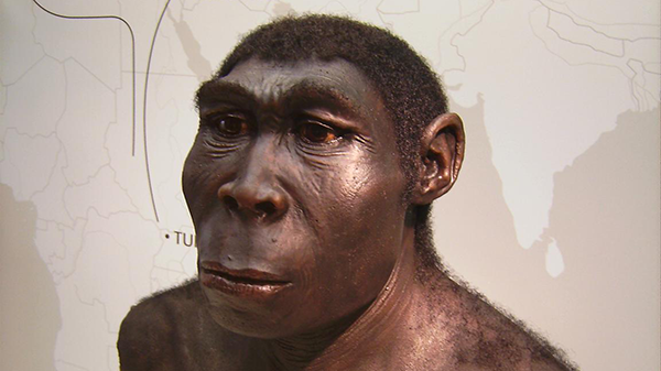 Homo Erectus