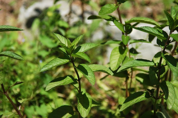 Hortelã, mentha piperita