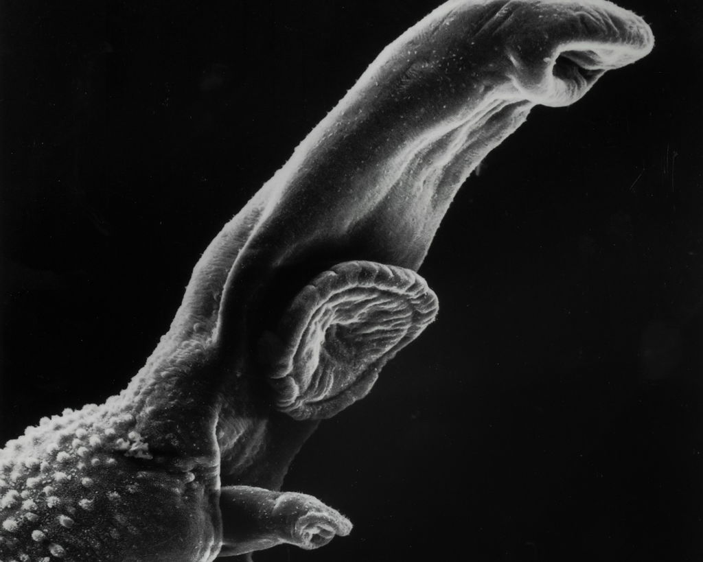 Verme esquistossomo ampliado no microscópio em preto e branco.