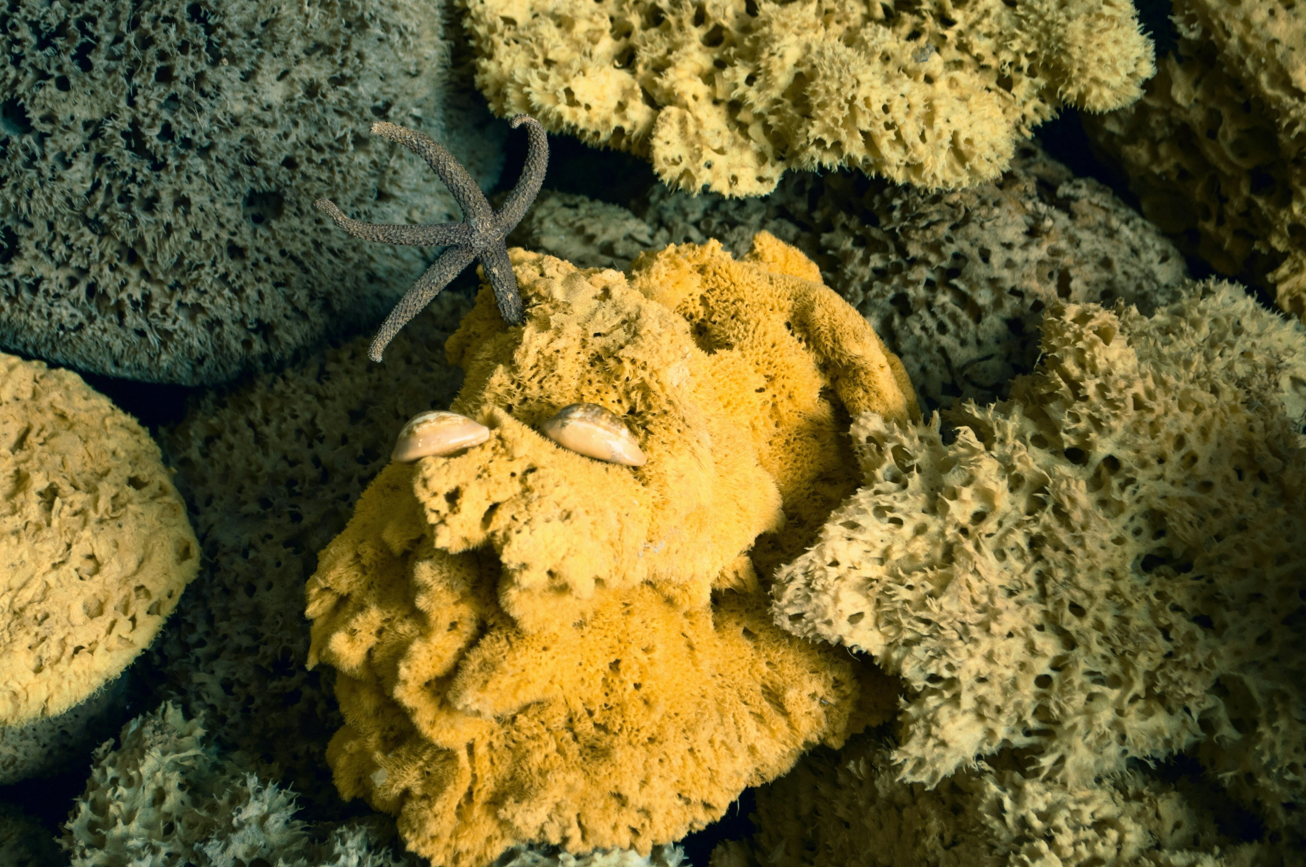 Esponjas marinha de cor amarelada no fundo do mar.